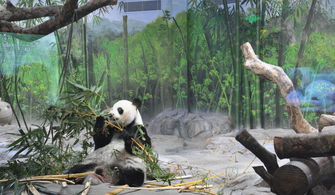 广州长隆野生动物园图片（广州长隆野生动物园动物图片）